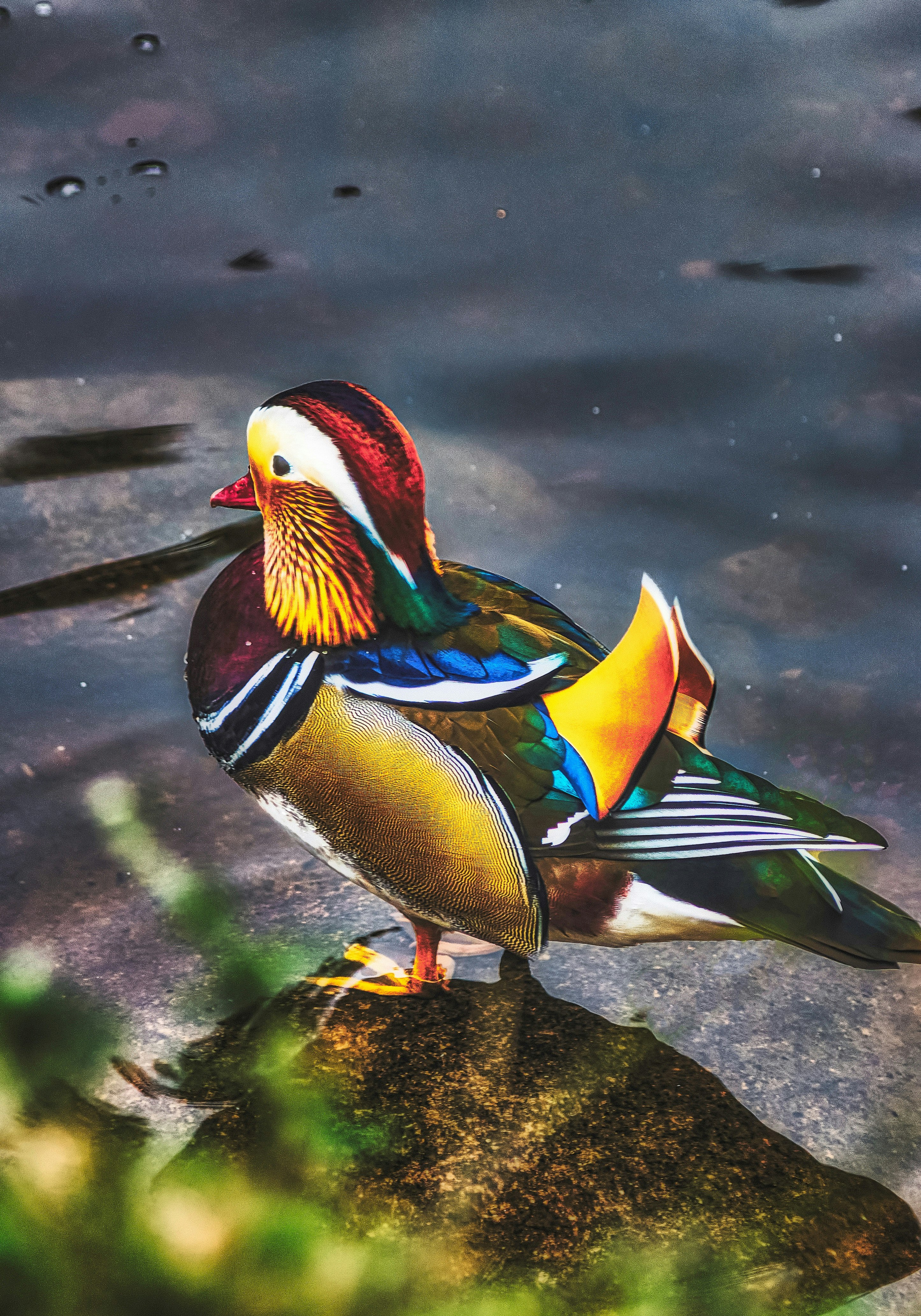 blue white and brown duck on water